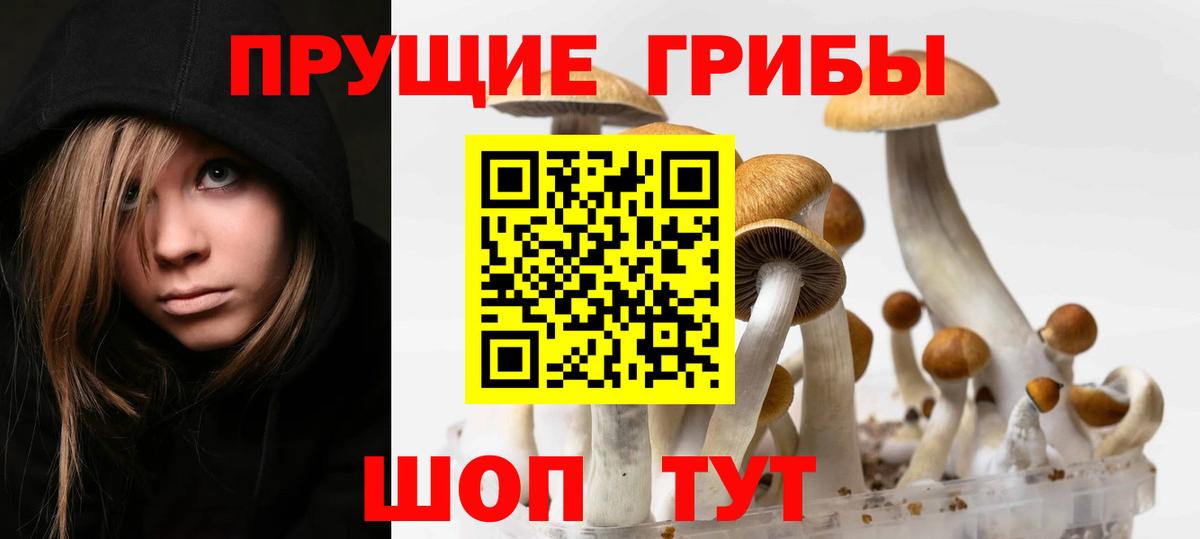 Псилоцибиновые грибы Psilocybe  Вход с VPN  Отрадное 